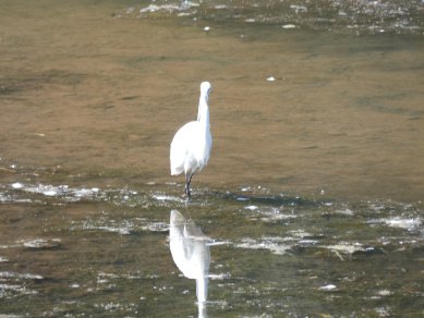 Egret